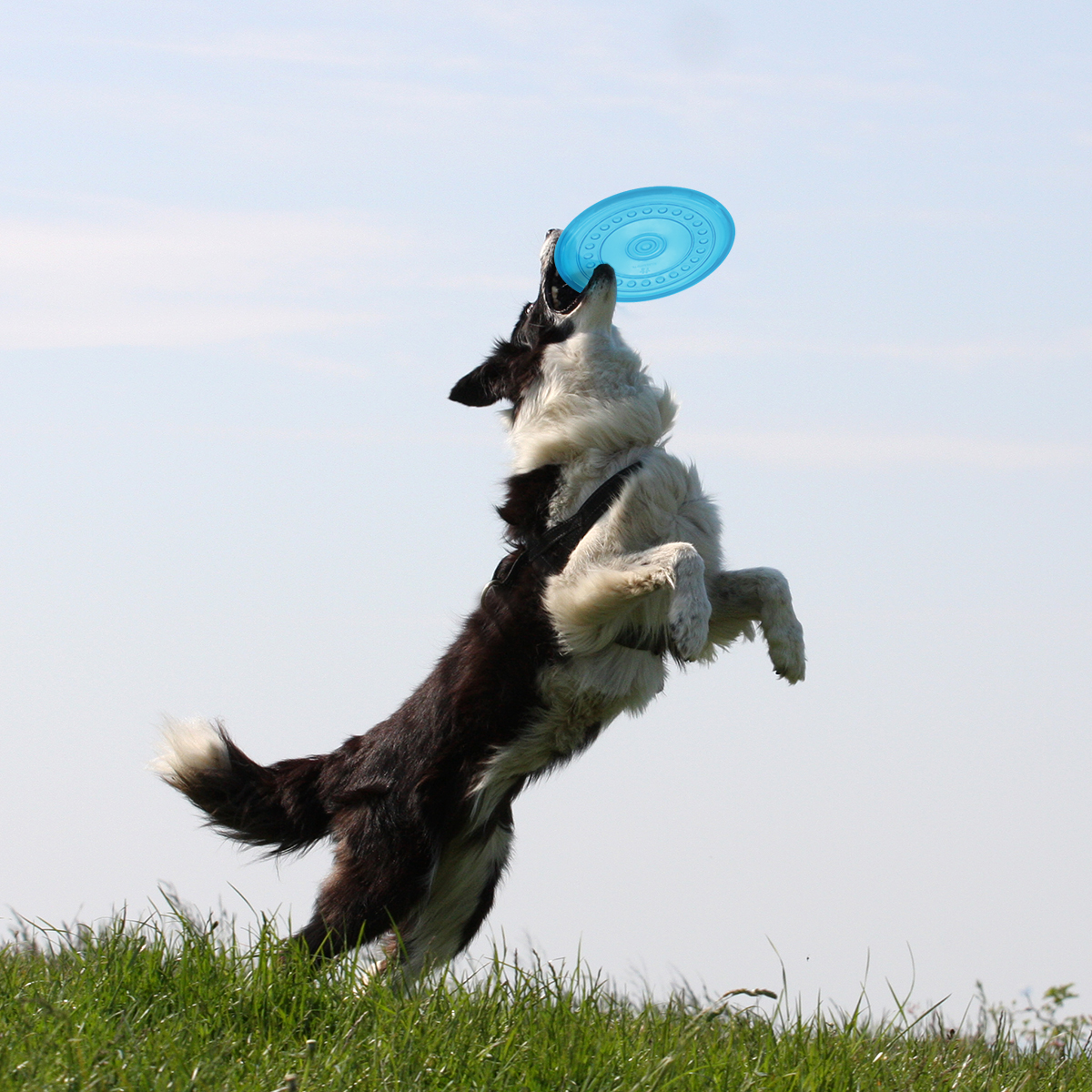 Wurfscheibe für Hunde